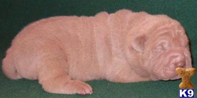 Chinese Shar-Pei Puppies for Sale